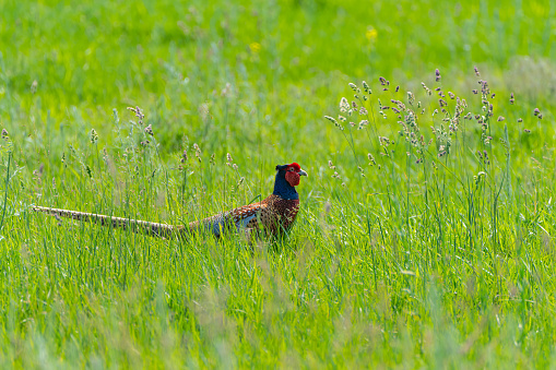 A Ringnecked pheasant, a member of the Phasianidae family, is foraging in a grassy field. The colorful bird with a distinctive beak is exploring the natural grassland habitat
