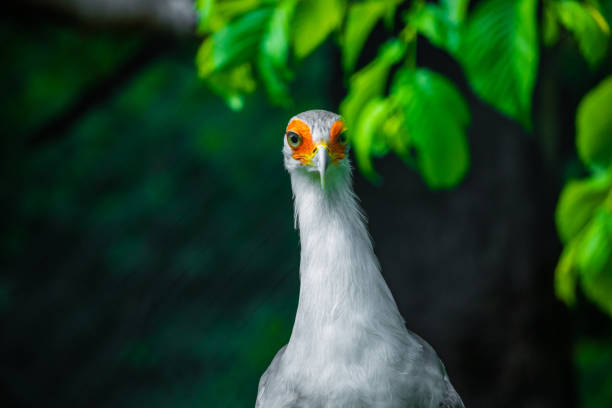 Close-up of a female bird sitting on her clutch of eggs.