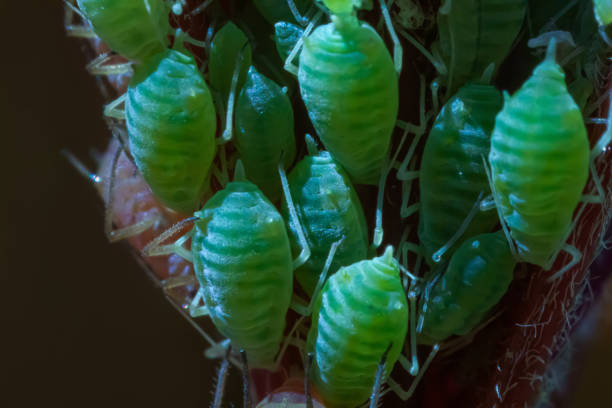 a herd of green aphids on a reed stem . close-up. colorful macro photo. bokeh. blurred background. insect photo. beatle. bug. aphids. Schizaphis graminum. Aphididae.