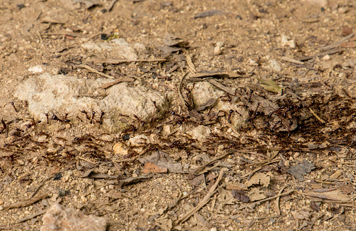 Top view of termite trails on ground in African forest . a lot of small insects walk along the ground one after another