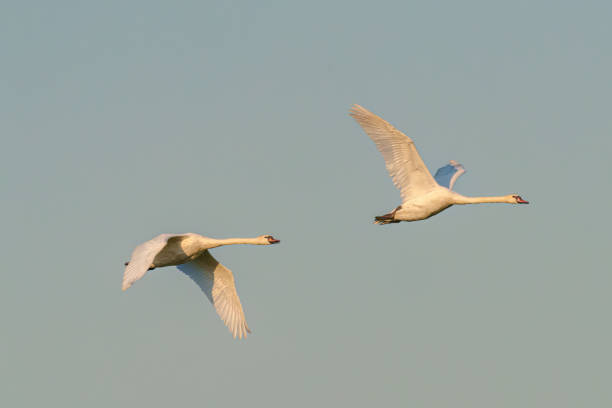 istock Two white swans soar in the sky, graceful waterfowl on thick wings 2148447750