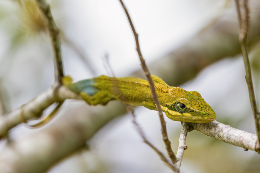 Macro photography of a rare flat Andes anole hunting on an alder twig, captured in a forest in the central Andean mountains of  Colombia.