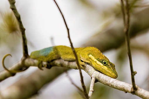 Macro photography of a rare flat Andes anole hunting on an alder twig, captured in a forest in the central Andean mountains of  Colombia.