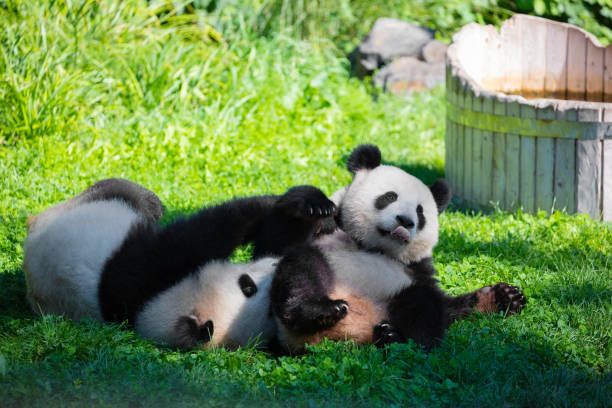 istock cheerful playing pandas on green lawn 2148447817
