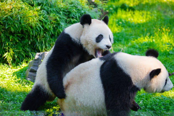 istock cheerful playing pandas on green lawn 2148447859