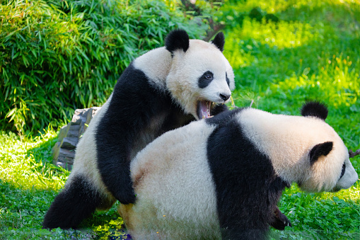 Giant pandas, bear pandas, baby panda and her mom hugging each other