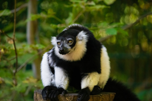 Black and white Ruffed Lemur cute animal. Vivid nature background. rare endemic protection and care concept at Berlin Zoo