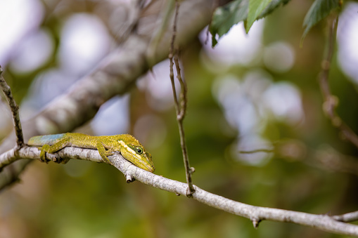 Close-up photography of a rare flat Andes anole hunting on an alder twig, captured in a forest in the central Andean mountains of  Colombia.
