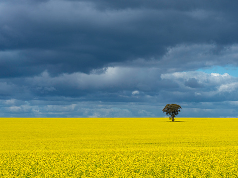 Canola fields with single tree in rural Victoria