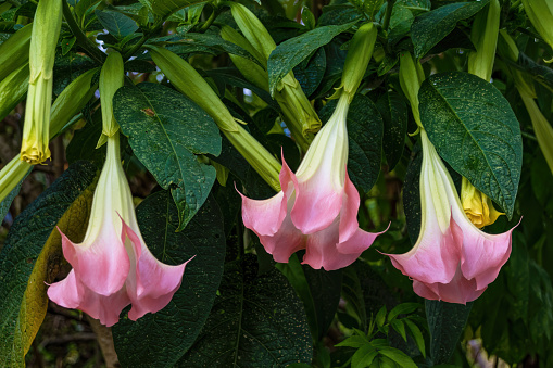 Three pink angel's  trumpet  flowers hanging from their tree, in a farm in the eastern Andean mountains of central Colombia.