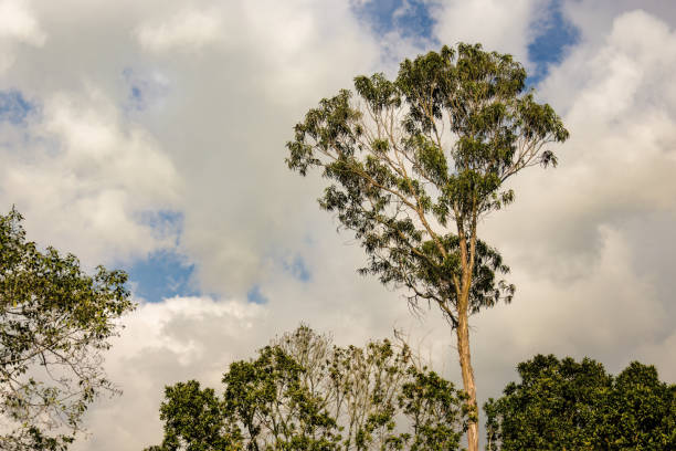 Big eucalyptus trees green foliage