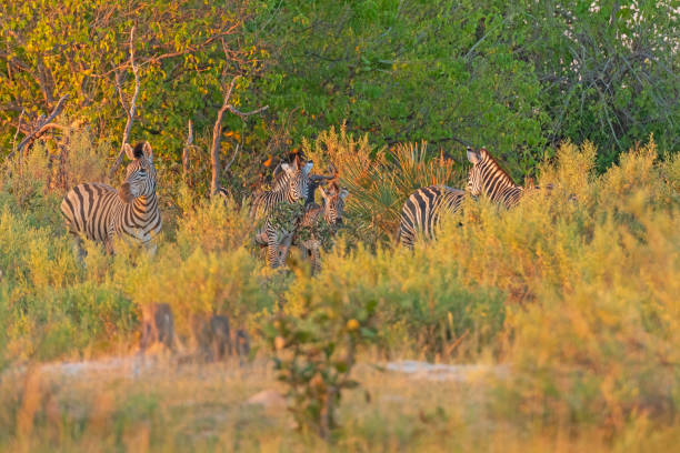 Zebra Family Feeding in the Savanah in the Okavango Delta in Botswana
