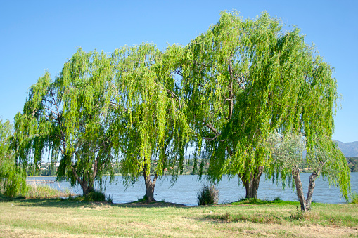 weeping willow by a lake