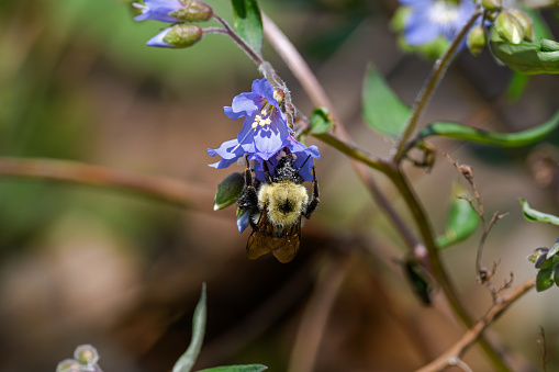 Bumblebee covered in pollen feeding on blue Jacobs Ladder. The bee is part of 250 species in the genus Bombus, part of Apidae. Jacobs Ladder is a herbaceous perennial and spring ephemeral wildflower.
