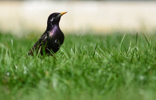 istock a starling bird with a tall stature is standing on green grass 2148449892