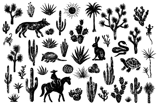 44 hand drawn illustrations of desert plants and animals