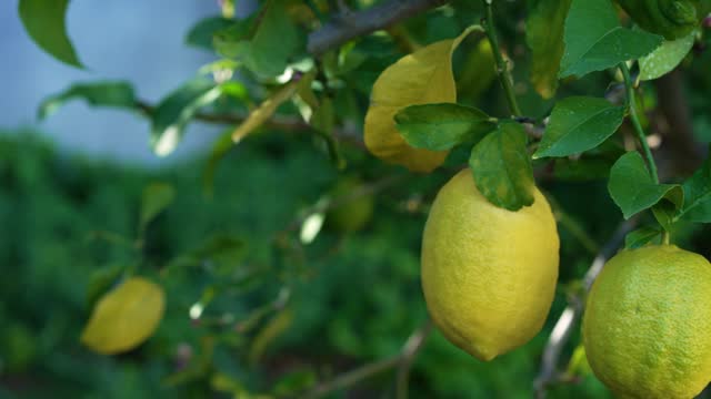 Slow-motion Sliding Shot of a Lemon Tree with Ripe Lemons