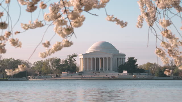 Cherry blossoms at Tidal Basin in Washington DC