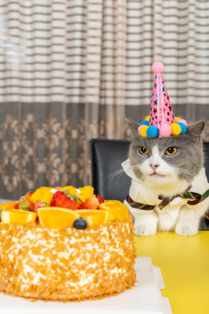istock cute british shorthair cat celebrating her birthday vertical composition 2148450905