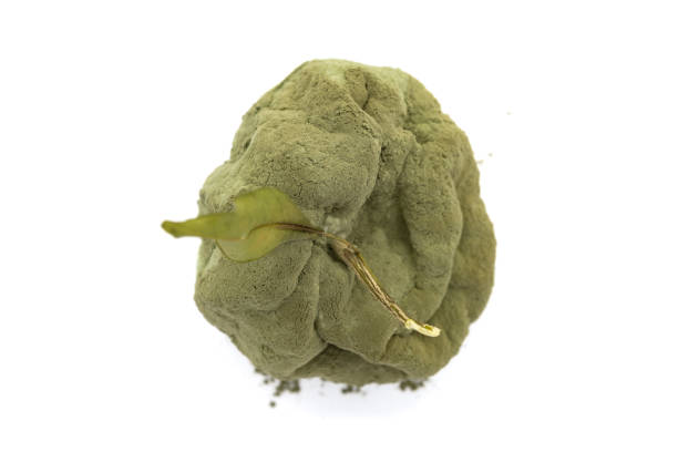 top view badly moldy orange on a white background