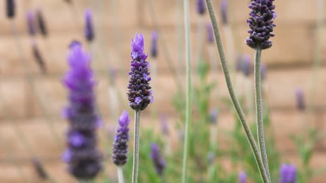 Tall lavender spikes stand focused against a soft-focus background.