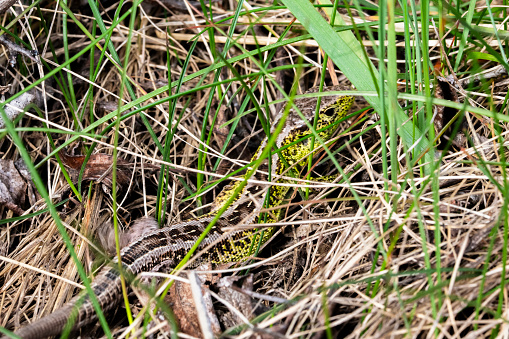 Lizard hiding in the bushes. These lizards are active during the day. They like to bask in the sun in the morning, which cold-blooded animals need for the proper functioning of their bodies.