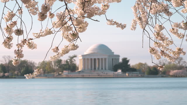 Cherry blossoms at Tidal Basin in Washington DC