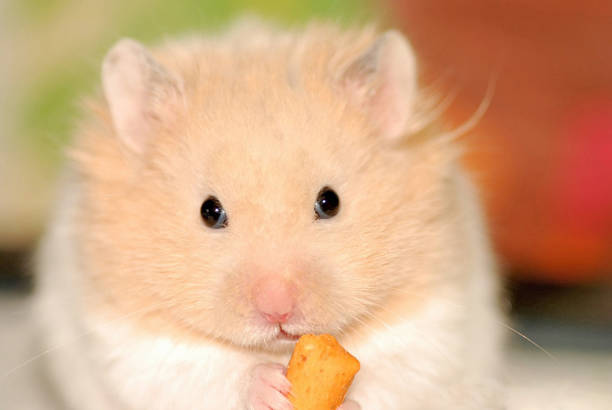 istock Close-up of a long-haired hamster 2148451471
