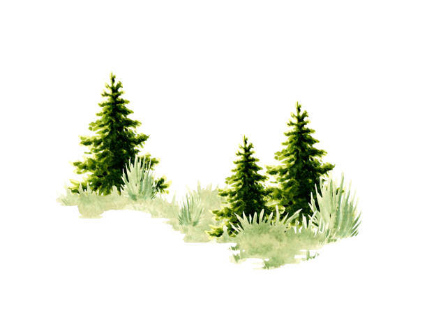 istock Green spruce trees on the lawn in watercolor 2148451670