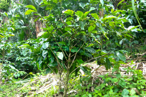 cafeieiro coberto de frutos verdes em uma plantação. plantas frutíferas nos trópicos. ggrowing - sorter - fotografias e filmes do acervo