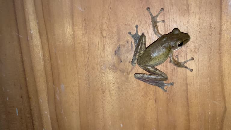 Polypedates leucomystax common tree frog climbing a wooden wall. Also known as Striped Tree Frog or Four-lined Tree Frog or Banana Frog
