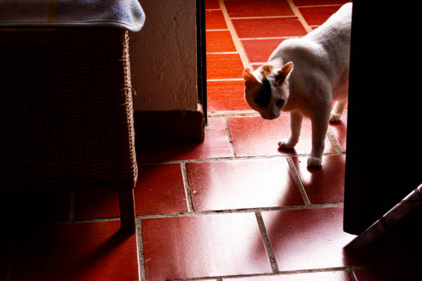 istock White little cat getting in bedroom 2148453289