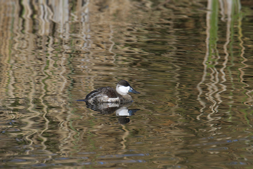 Ruddy Duck (nonbreeding) (oxjura jamaicensis) swimming in a pond