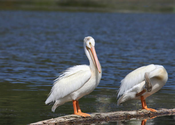 istock Two American White Pelicans (pelecanus erythrothynchos) perched on a log floating in a pond 2148453428