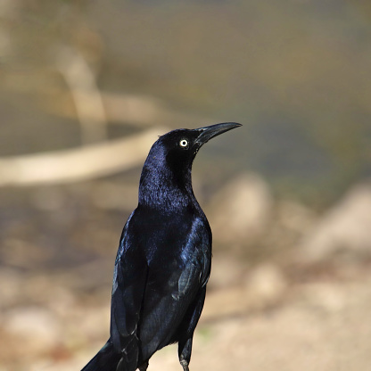 Closeup of a Great-tailed Grackle (male) (quiscalus mexicanus)