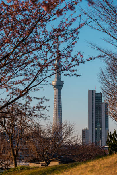 Tokyo, Japan - March 22, 2024: Tokyo Sky Tree view from Shioiri Park.