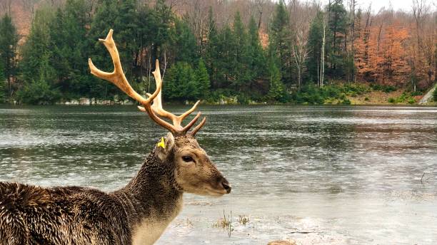 istock Close up of deer with antlers by a river 2148454158