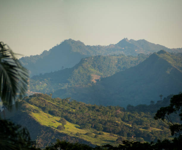 Hilly green landscape with some trees at dawn