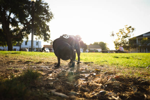 A black pug in the park