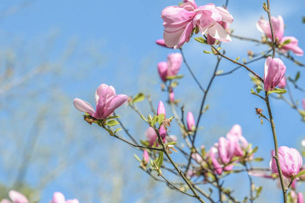 Magnolias in Full Bloom - Georgia
