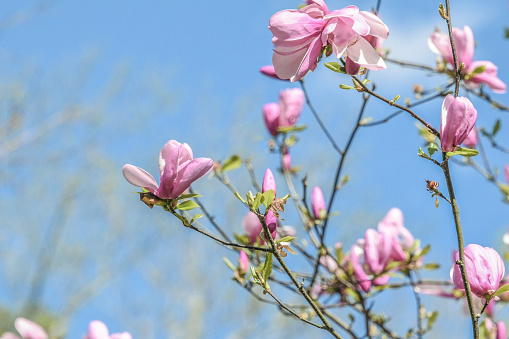 blooming magnolia flowers on sunny day