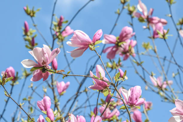 istock Magnolias in Full Bloom - Georgia 2148454481