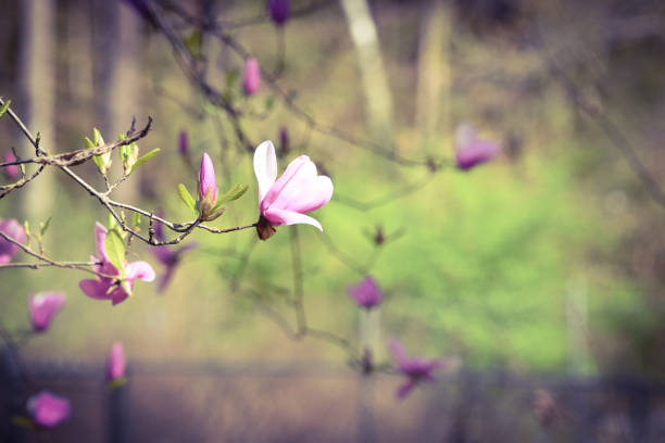 The Magnolia trees are in full bloom in George.  This delightful flower has a short life span.  Its beauty is stunning while it lasts.