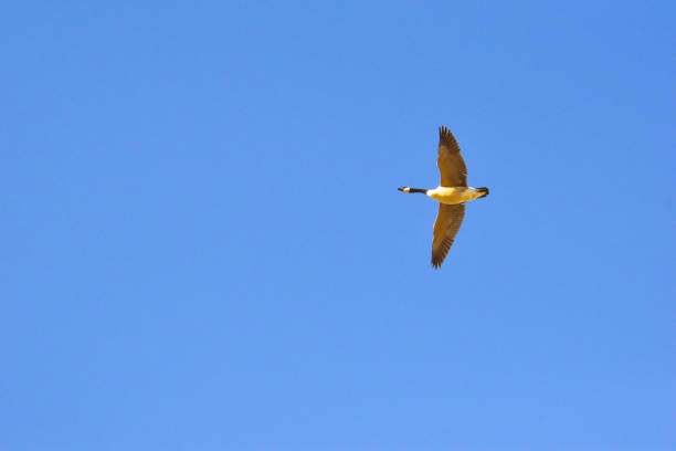 Spring has arrived and the Canadian Geese can be seen flying in the air.
