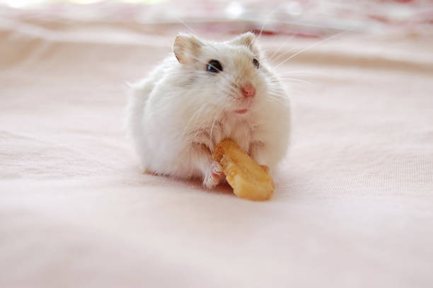 istock Campbell's dwarf hamster is holding a banana chip 2148454705