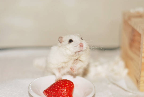 Campbell's dwarf hamster and strawberry