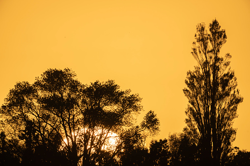 Sunset behind an acasia thorn tree