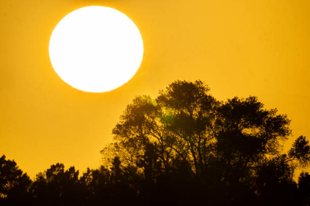 Into sun large white sun in golden sky above in silhouette trees in Tauranga New Zealand.