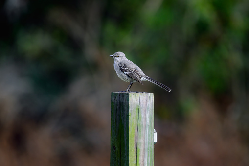 mock, songbird, mocking bird, wild birds, bird perched, natural scenery, animal wildlife, calm, countryside, birdlife, color, eye, meadow, colorful, landscape, gray, beauty, bokeh foliage, bokeh background, 4x4 post, bird, animal, nature, wildlife, mockingbird, feather, ornithology, wing, feathers, wild, background, beautiful, fauna, beak, birdwatching, no people, closeup, beauty in nature, black, green, grass, one, tree, avian, tropical, mocking, outdoor, magpie, Eurasian magpie