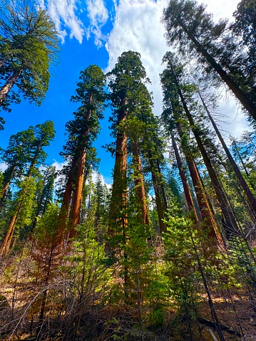 Calaveras Big Trees State Park